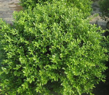 Ilex crenata 'Green Lustre' - Japanese Holly 