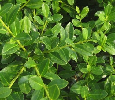 Ilex crenata Green Lustre