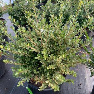 Ilex crenata Compacta