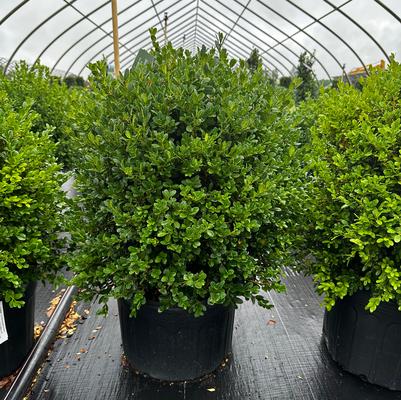 Buxus microphylla var. japonica Jim Stauffer