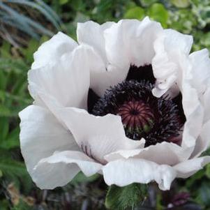 Papaver oriental Royal Wedding