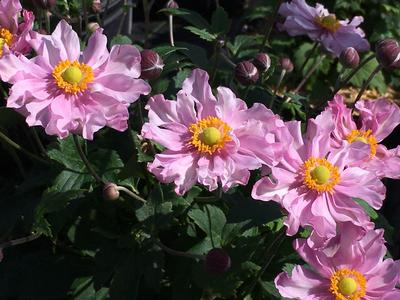 Anemone x hybrida Fantasy Pocahontas 