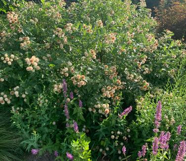 Cephalanthus occidentalis 'Sugar Shack' - Buttonbush from Pleasant Run Nursery