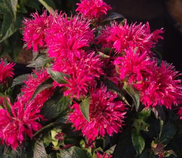 Monarda x Sugar Buzz