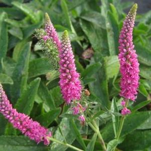 Veronica spicata Red Fox