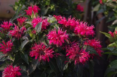 Monarda x Sugar Buzz