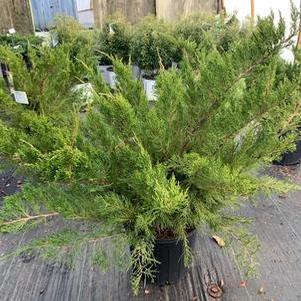 Juniperus chinensis Sea Green