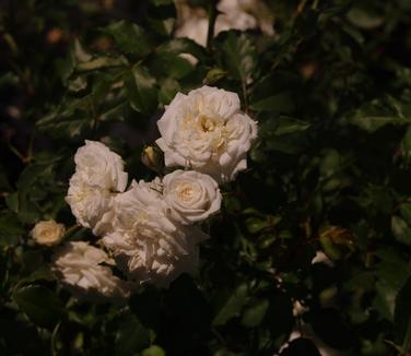 Rosa White Drift