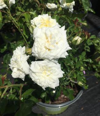 Rosa White Drift