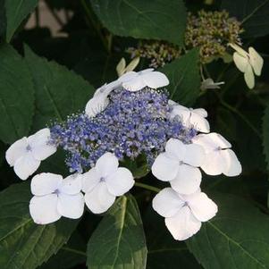 Hydrangea macrophylla Tokyo Delight