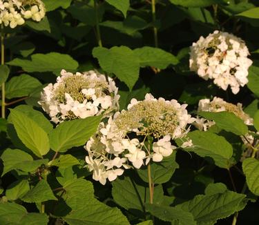 Hydrangea arborescens Haas Halo