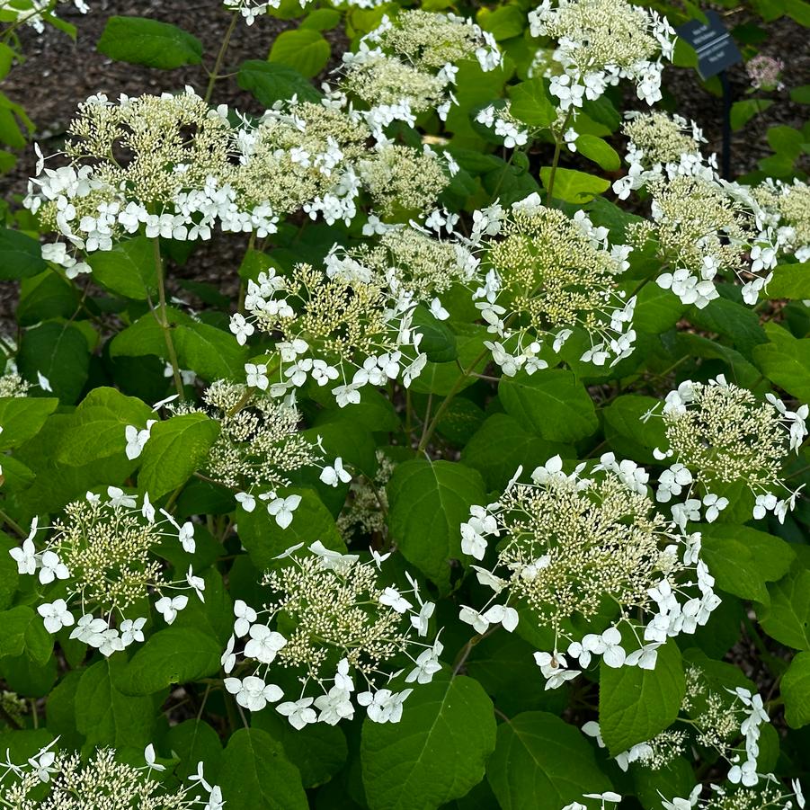 Hydrangea arborescens 'Haas Halo'