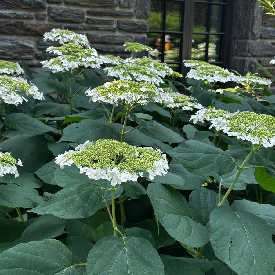 Hydrangea arborescens 'Haas Halo'