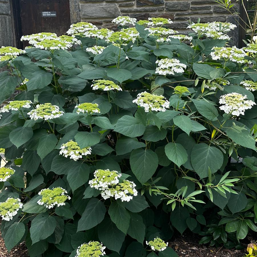 Hydrangea arborescens Haas Halo