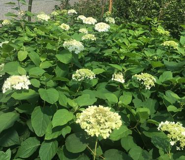 Hydrangea arborescens Haas Halo