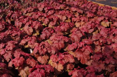 Heuchera x villosa Fire Alarm