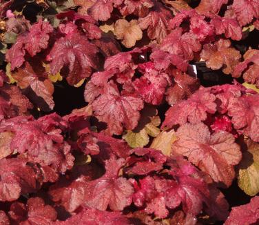 Heuchera x villosa Fire Alarm