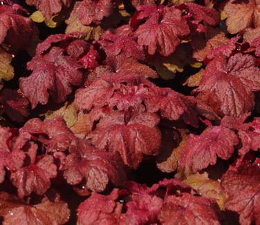 Heuchera x villosa Fire Alarm