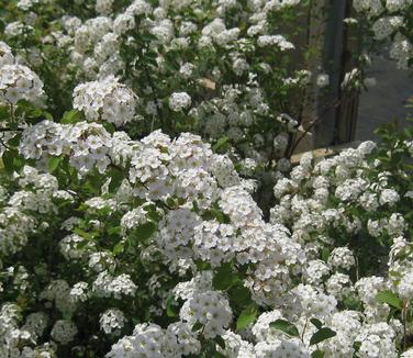 Spiraea x vanhouttei 