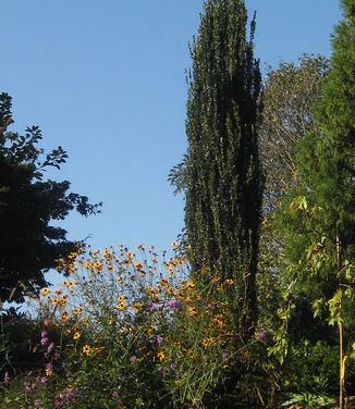 Ilex crenata Sky Pencil - Japanese Holly