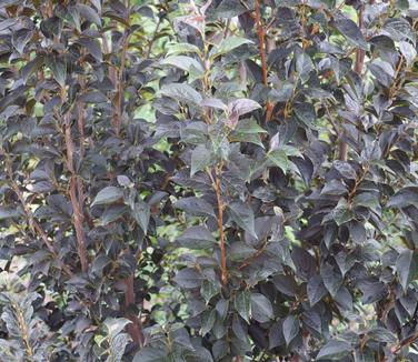 Styrax japonicus Evening Light (JC Raulston Arb)