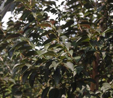 Styrax japonicus 'Evening Light'