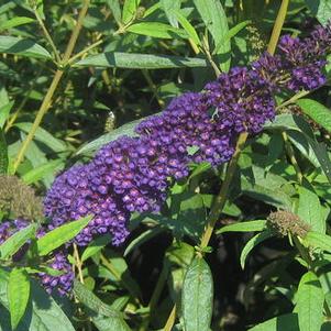 Buddleia davidii Black Knight