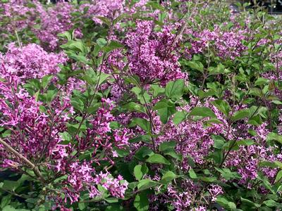 Syringa x Bloomerang 'Dark Purple'