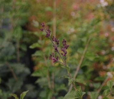 Syringa x Bloomerang Dark Purple