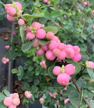 Symphoricarpos x Proud Berry - Coralberry from Pleasant Run Nursery