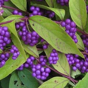 Callicarpa dichotoma Early Amethyst