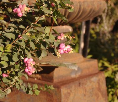 Symphoricarpos x Proud Berry