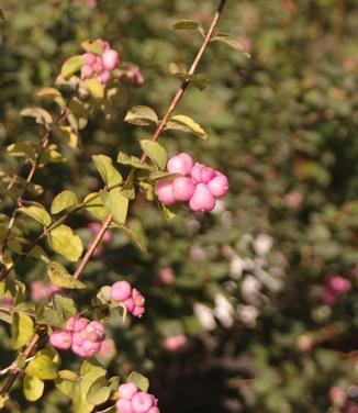 Symphoricarpos x Proud Berry