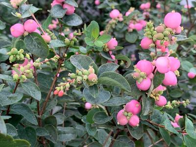 Symphoricarpos x Proud Berry