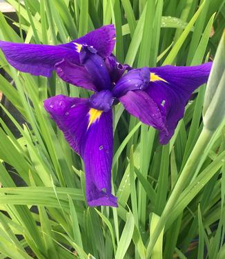 Iris ensata 'Cry of Rejoice'