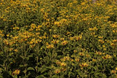 Rudbeckia subtomentosa Little Henry