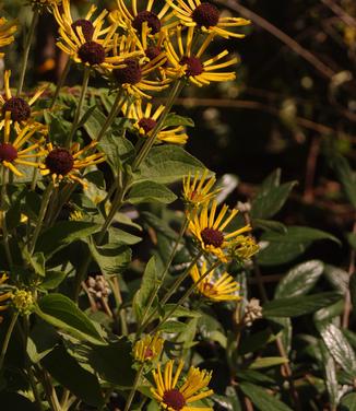 Rudbeckia subtomentosa Little Henry