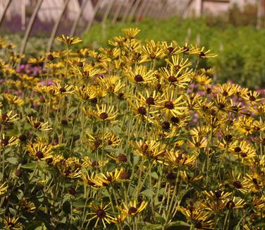 Rudbeckia subtomentosa Little Henry