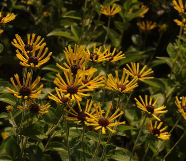 Rudbeckia subtomentosa Little Henry