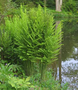 Osmunda regalis @ Mt Cuba