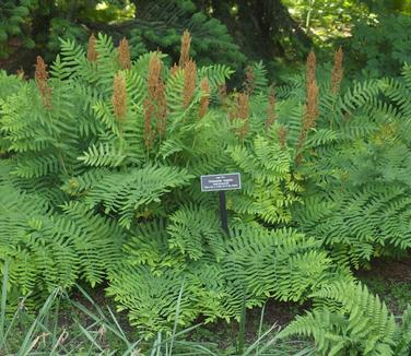 Osmunda regalis (@ NYBG)