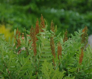 Osmunda regalis @ Maine Bot Garden