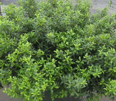 Ilex crenata 'Soft Touch' - Japanese Holly 