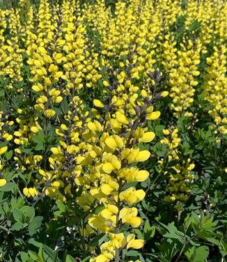 Baptisia x 'Decadence 'Lemon Meringue' - False Indigo from Pleasant Run Nursery