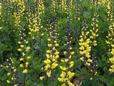 Baptisia x Decadence 'Lemon Meringue'