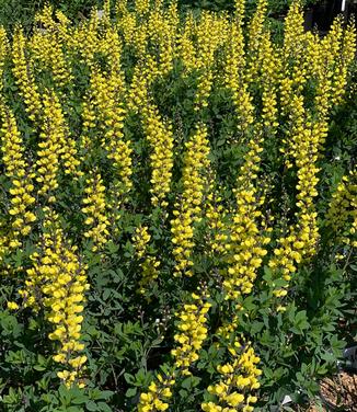 Baptisia x Decadence 'Lemon Meringue'