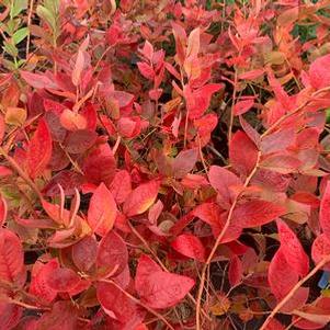 Vaccinium corymbosum Blue Jay