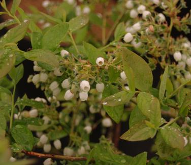 Vaccinium corymbosum Jersey