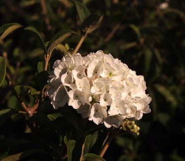 Viburnum macrocephalum