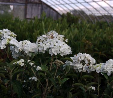 Viburnum macrocephalum 